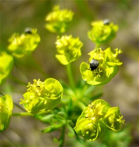 Euphorbia cyparissias inflorescence with insects