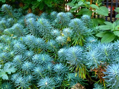 Plante invasive européenne à déterminer (Paris)