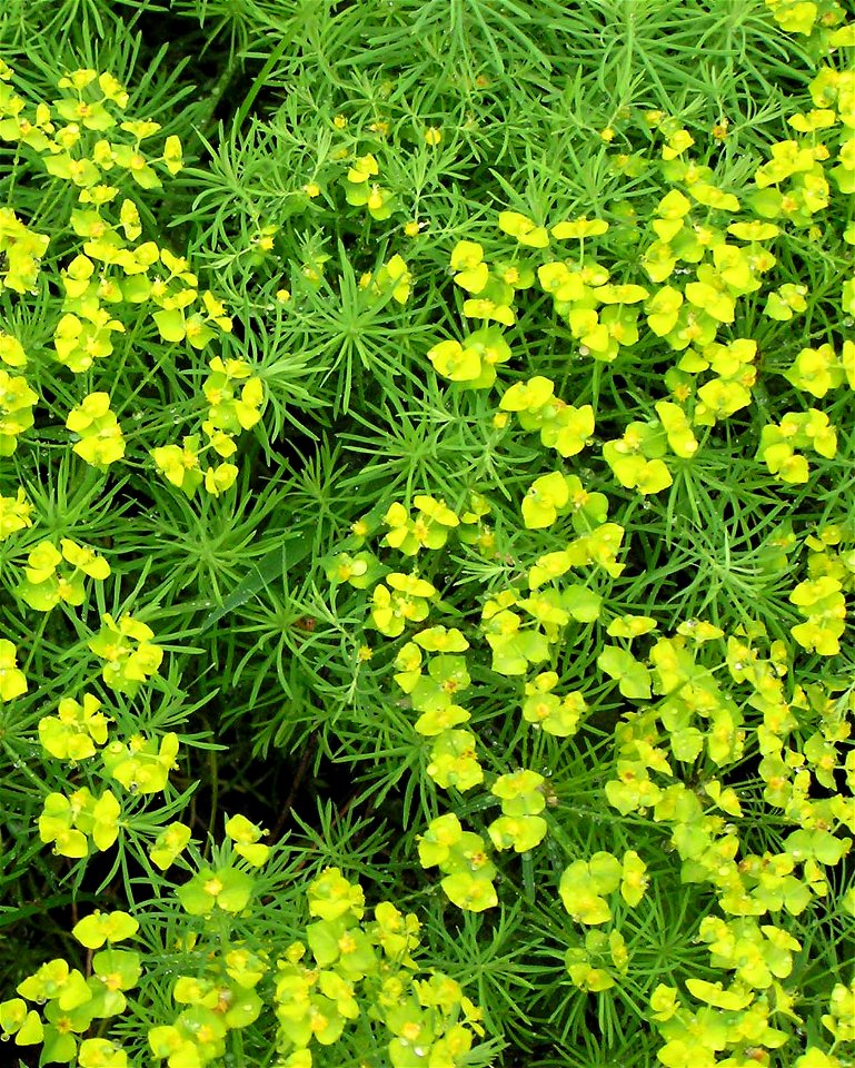 Zypressenwolfsmilch (Euphorbia cyparissias), Naturschutzgebiet Fritschlach, Karlsruhe