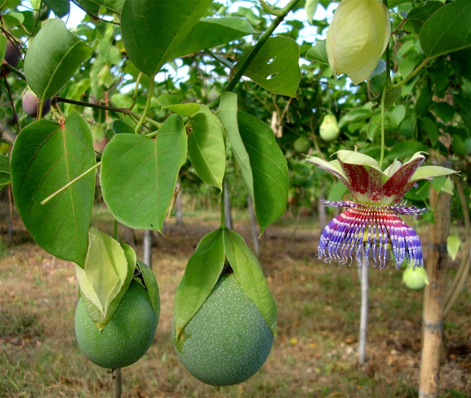 Especie cultivada en el deparatamento del Huila (Colombia)