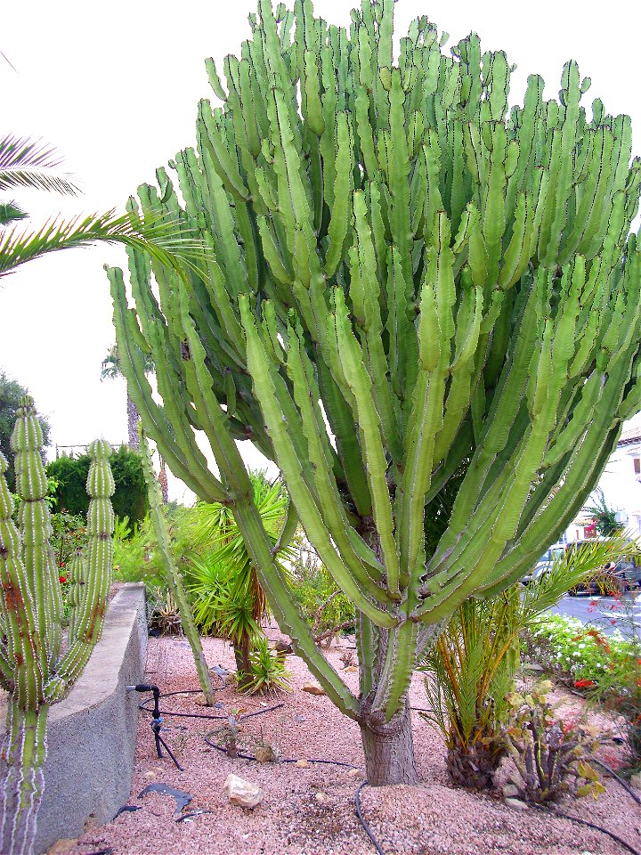 Euphorbia candelabrum habit, Torrevieja, Alicante, Spain