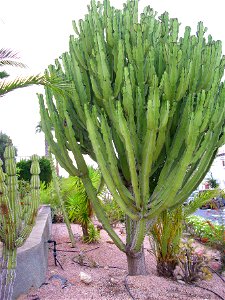 Euphorbia candelabrum habit, Torrevieja, Alicante, Spain