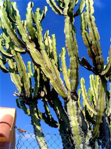 Euphorbia candelabrum stems, Torrelamata, Torrevieja, Alicante, Spain