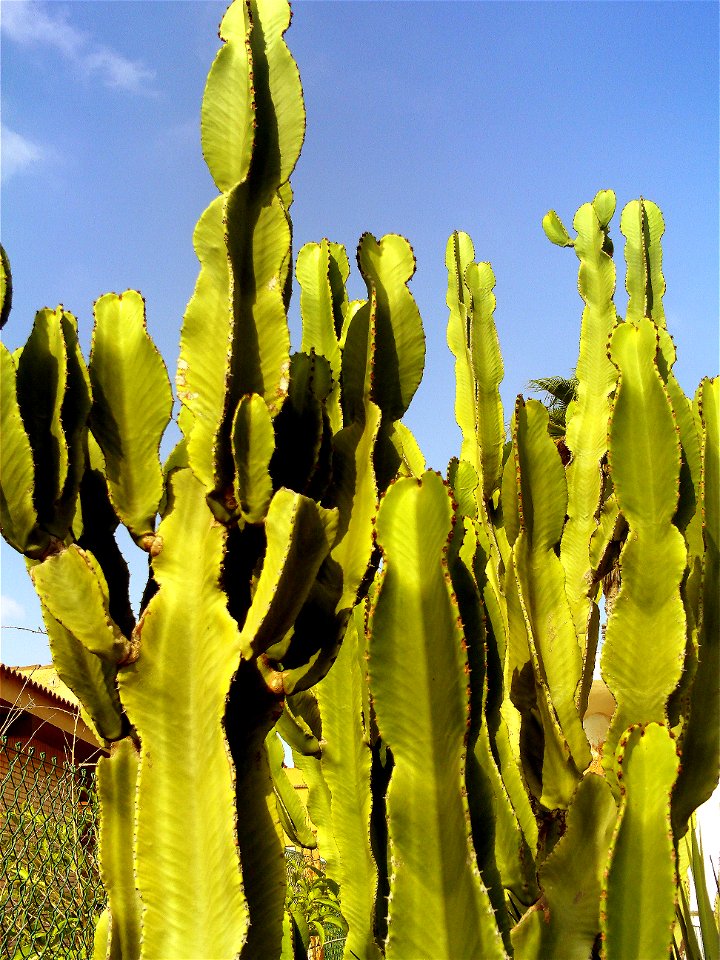 Euphorbia candelabrum stems close up, Torrelamata, Torrevieja, Alicante, Spain