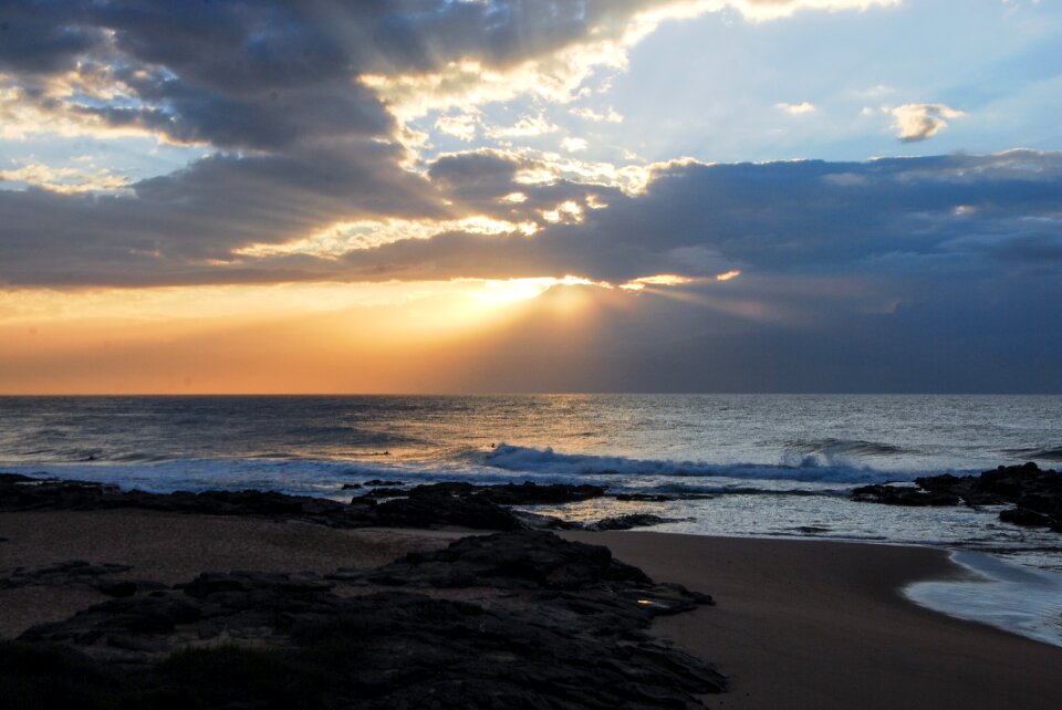Beach dolphin coast south africa