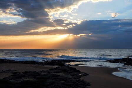 Beach dolphin coast south africa