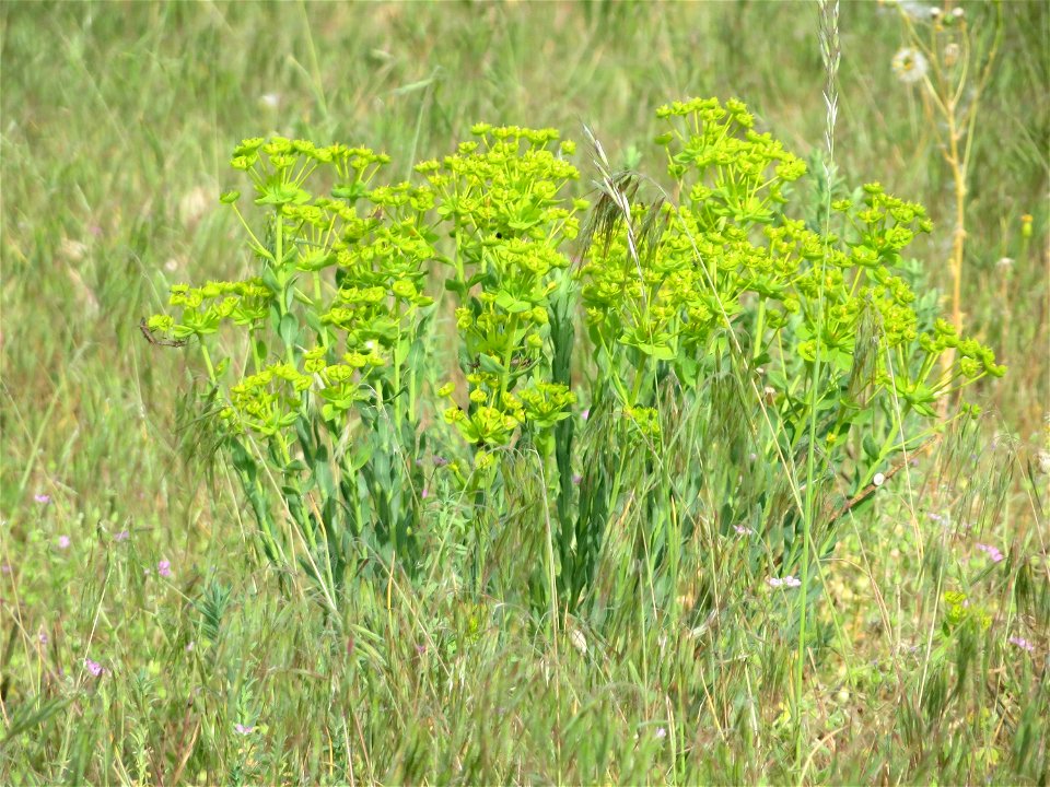Steppen-Wolfsmilch (Euphorbia seguieriana) auf der Friedenshöhe (Naturschutzgebiet Oftersheimer Dünen)