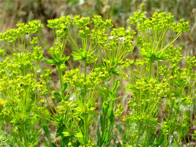 Steppenwolfsmilch (Euphorbia seguieriana) auf der Friedenshöhe (Naturschutzgebiet Oftersheimer Dünen)
