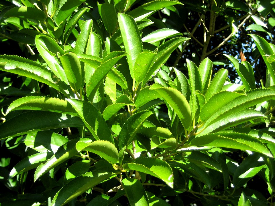 Melicytus ramiflorus, (Violaceae), foliage. This tree has two common names, 'Māhoe' and 'Whitey-wood', of which the Māori name Māhoe tends to be used more in New Zealand English.