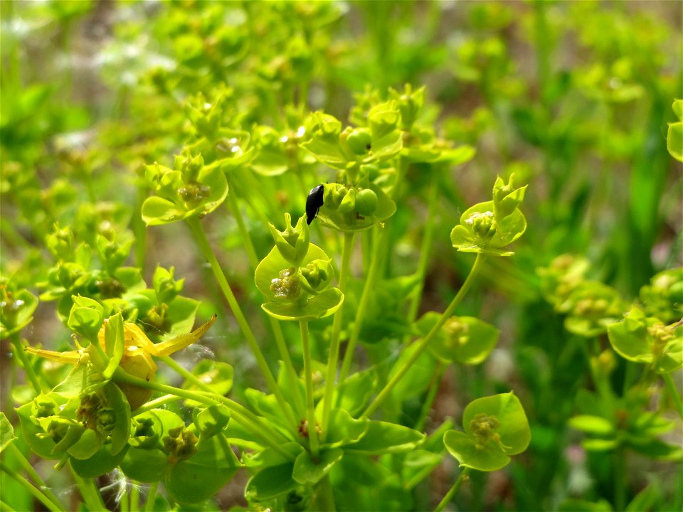 Steppenwolfsmilch (Euphorbia seguieriana) auf der Friedenshöhe (Naturschutzgebiet Oftersheimer Dünen)