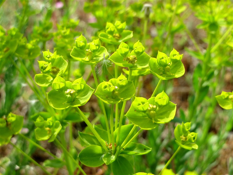 Steppenwolfsmilch (Euphorbia seguieriana) auf der Friedenshöhe (Naturschutzgebiet Oftersheimer Dünen)