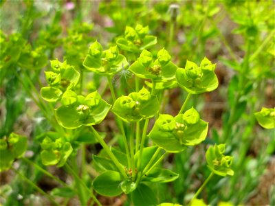 Steppenwolfsmilch (Euphorbia seguieriana) auf der Friedenshöhe (Naturschutzgebiet Oftersheimer Dünen)