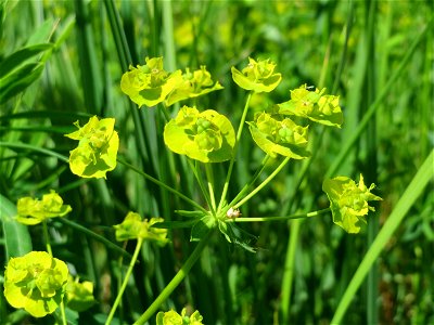 Esels-Wolfsmilch (Euphorbia esula) im Naturschutzgebiet Bachwiesen/Leopoldswiesen im Hockenheimer Rheinbogen