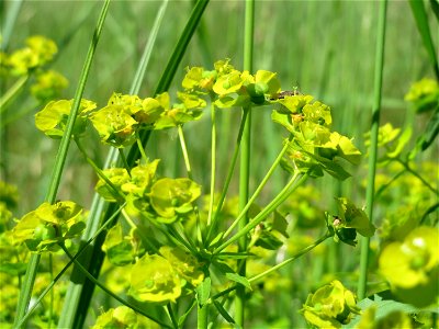 Esels-Wolfsmilch (Euphorbia esula) im Naturschutzgebiet Bachwiesen/Leopoldswiesen im Hockenheimer Rheinbogen