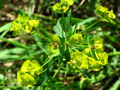Esels-Wolfsmilch (Euphorbia esula) im Naturschutzgebiet Bachwiesen/Leopoldswiesen im Hockenheimer Rheinbogen