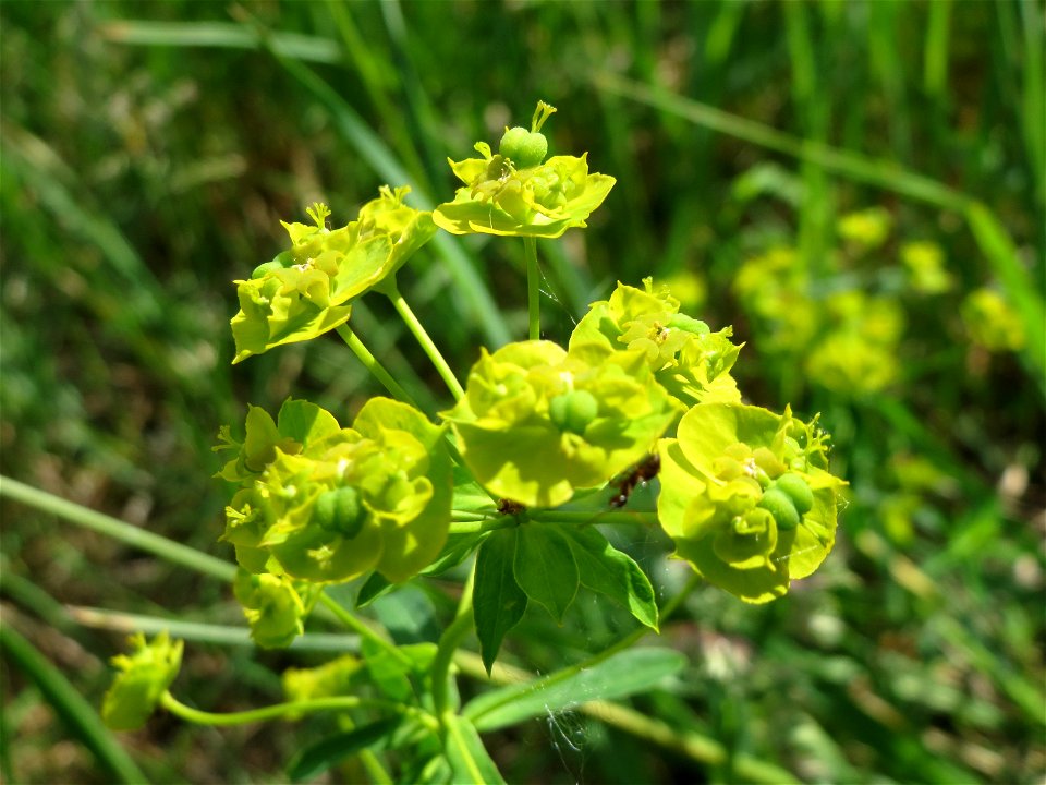 Esels-Wolfsmilch (Euphorbia esula) im Naturschutzgebiet Bachwiesen/Leopoldswiesen im Hockenheimer Rheinbogen