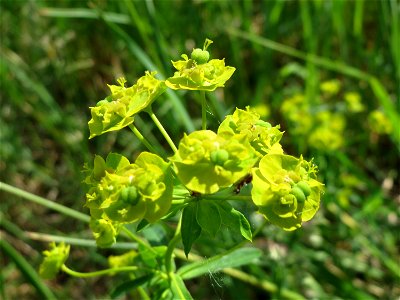 Esels-Wolfsmilch (Euphorbia esula) im Naturschutzgebiet Bachwiesen/Leopoldswiesen im Hockenheimer Rheinbogen