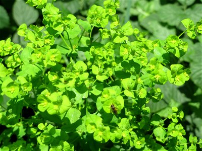 Esels-Wolfsmilch (Euphorbia esula) am Geißböckelgraben bei Philippsburg