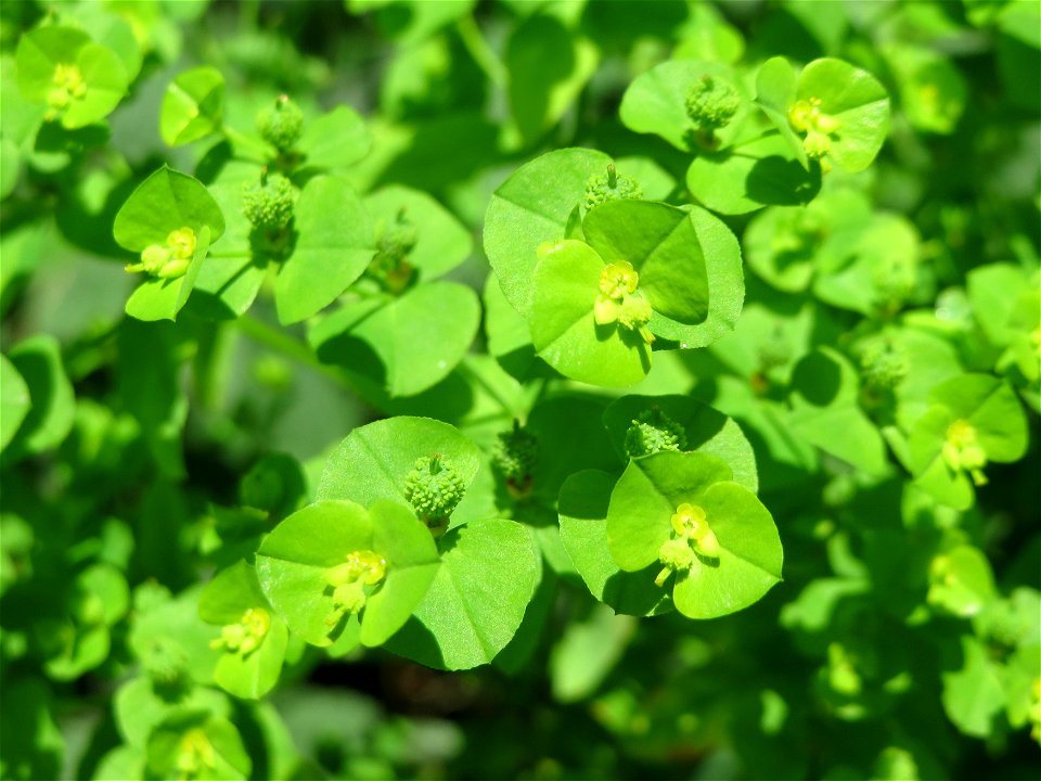 Esels-Wolfsmilch (Euphorbia esula) am Geißböckelgraben bei Philippsburg