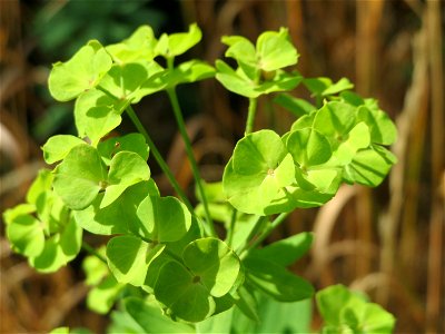 Esels-Wolfsmilch (Euphorbia esula) bei Wiesbaden-Nordenstadt