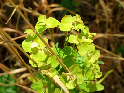 Esels-Wolfsmilch (Euphorbia esula) bei Wiesbaden-Nordenstadt