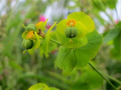 Esels-Wolfsmilch (Euphorbia esula) bei Wiesbaden-Nordenstadt