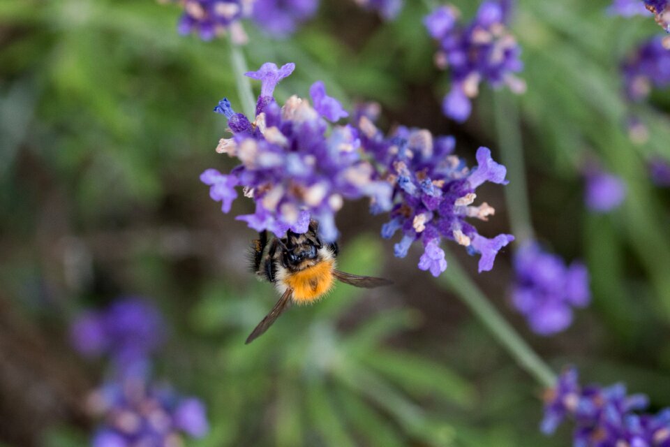 Hummel insect violet photo