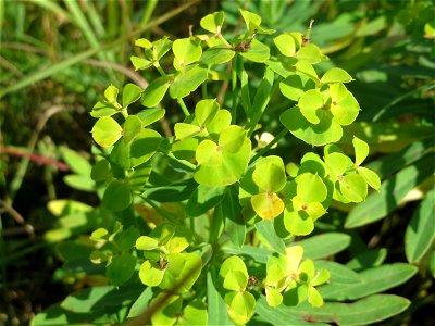 Esels-Wolfsmilch (Euphorbia esula) bei Wiesbaden-Nordenstadt