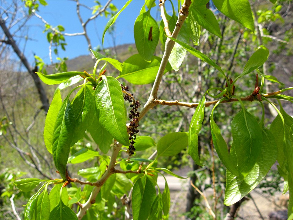 Populus angustifolia, along banks of Big Cottonwood Canyon, Salt Lake County, Utah.