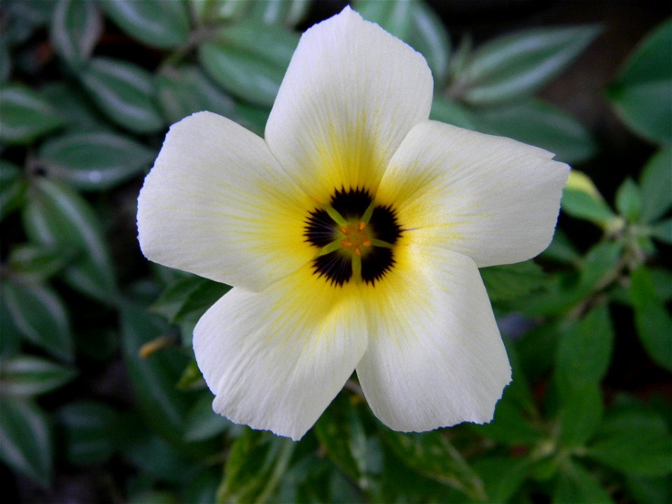 ATurnera subulata
