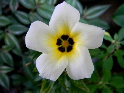 ATurnera subulata