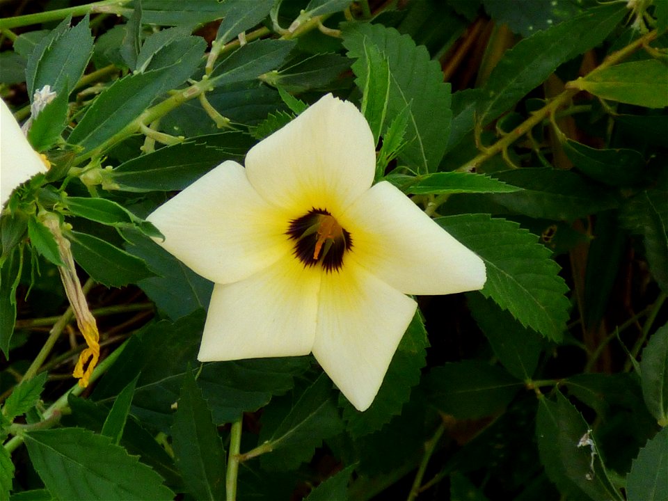 White buttercup (Turnera subulata), cultivated as an ornamental in the town of Ereke, northeastern Buton Island, Southeast Sulawesi, Indonesia