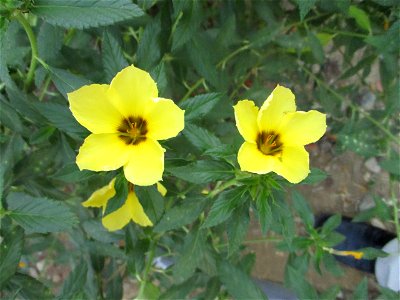 Yellow-flowered variety of the white buttercup (Turnera subulata), cultivated as an ornamental in Maligano village, west coast of Buton Island, Southeast Sulawesi, Indonesia photo