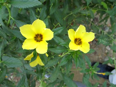 Yellow-flowered variety of the white buttercup (Turnera subulata), cultivated as an ornamental in Maligano village, west coast of Buton Island, Southeast Sulawesi, Indonesia