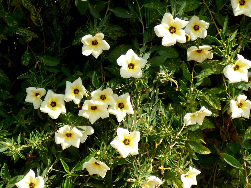 White buttercups (Turnera subulata) cultivated as an ornamental in the town of Ereke, northeastern Buton Island, Southeast Sulawesi, Indonesia