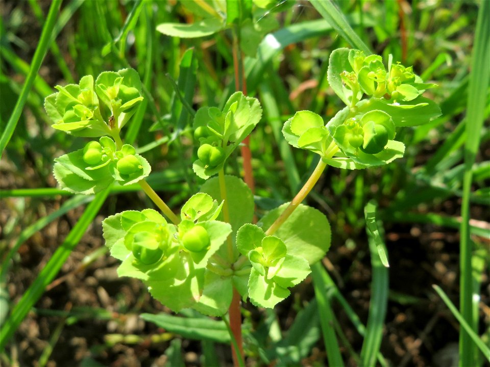 Sonnwend-Wolfsmilch (Euphorbia helioscopia) am Schalkenmehrener Maar