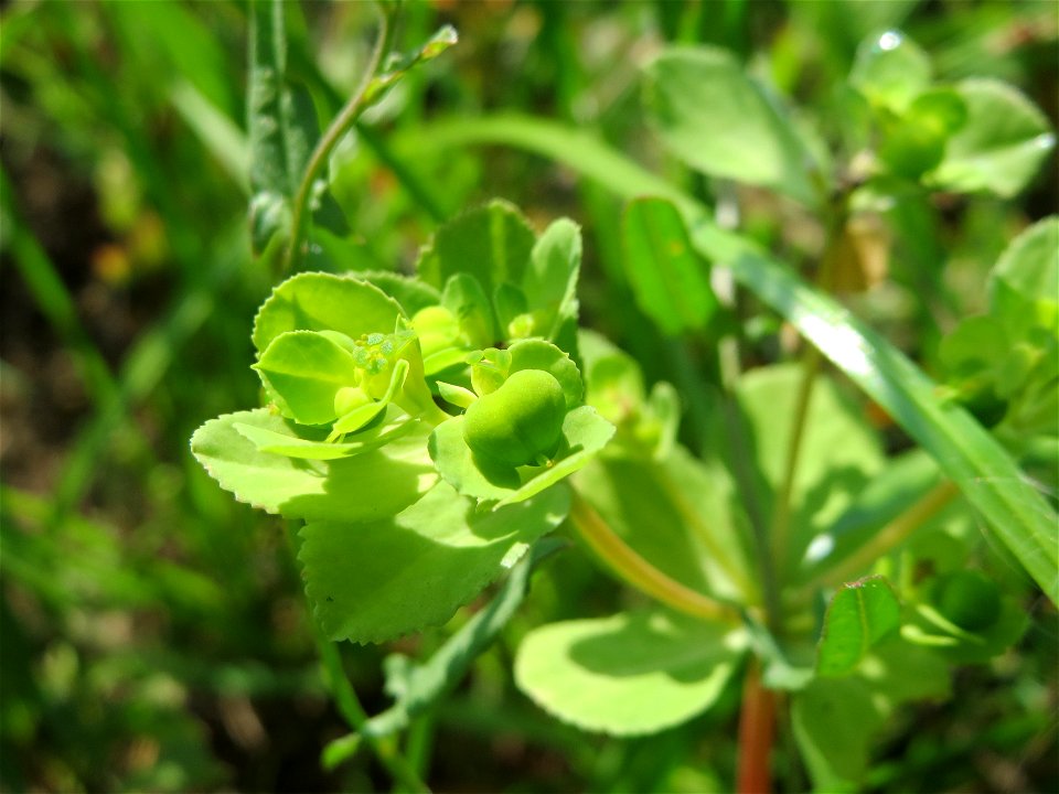 Sonnwend-Wolfsmilch (Euphorbia helioscopia) am Schalkenmehrener Maar