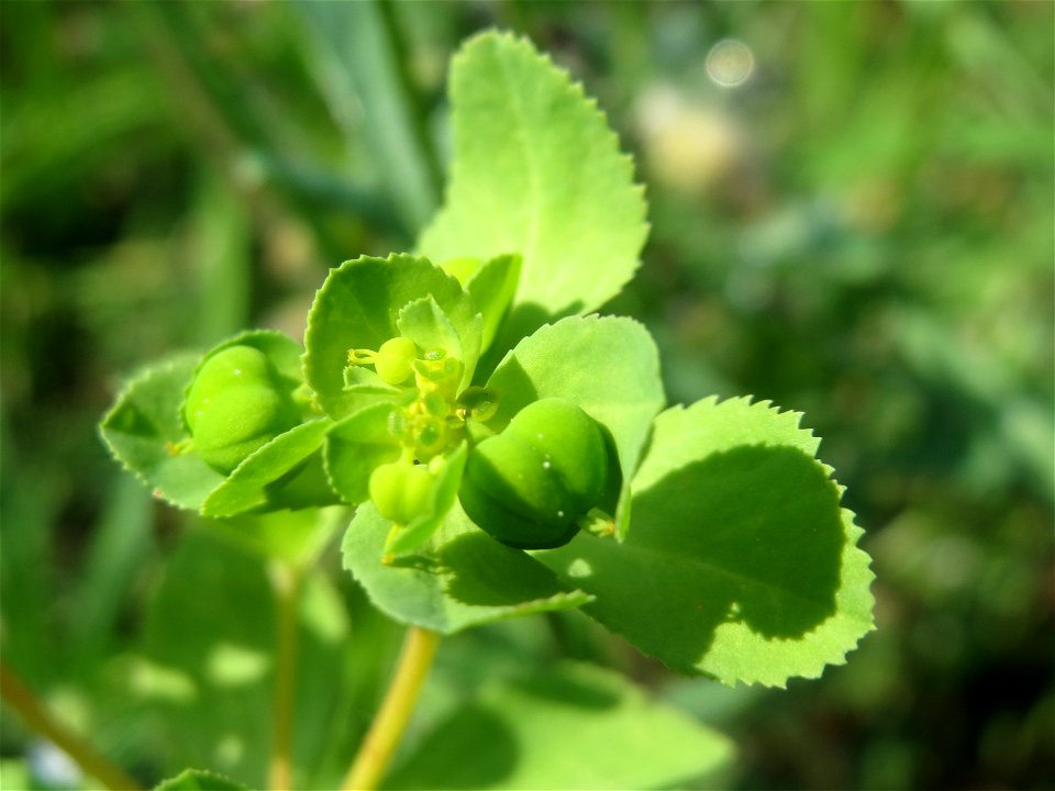 Sonnwend-Wolfsmilch (Euphorbia helioscopia) am Schalkenmehrener Maar