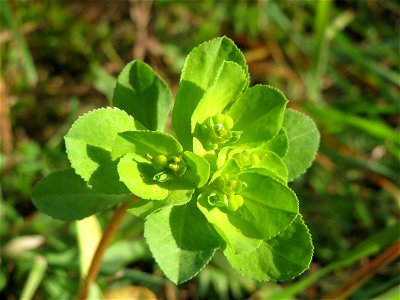 Sonnwend-Wolfsmilch (Euphorbia helioscopia) bei Oftersheim
