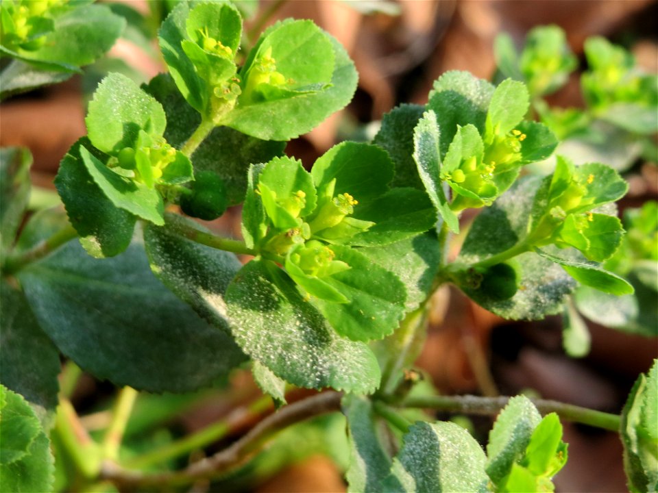 Sonnwend-Wolfsmilch (Euphorbia helioscopia) an der Saar in Saarbrücken