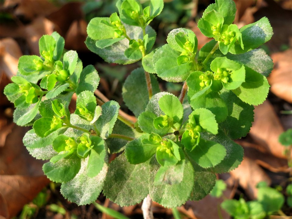 Sonnwend-Wolfsmilch (Euphorbia helioscopia) an der Saar in Saarbrücken