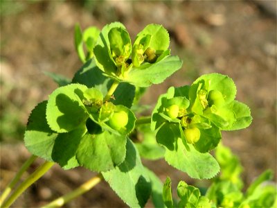 Sonnwend-Wolfsmilch (Euphorbia helioscopia) am Osthafen Saarbrücken