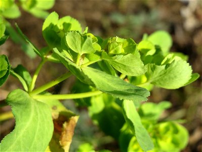 Sonnwend-Wolfsmilch (Euphorbia helioscopia) am Osthafen Saarbrücken