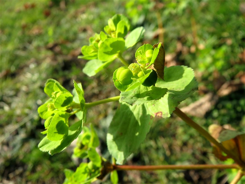 Sonnwend-Wolfsmilch (Euphorbia helioscopia) am Osthafen Saarbrücken