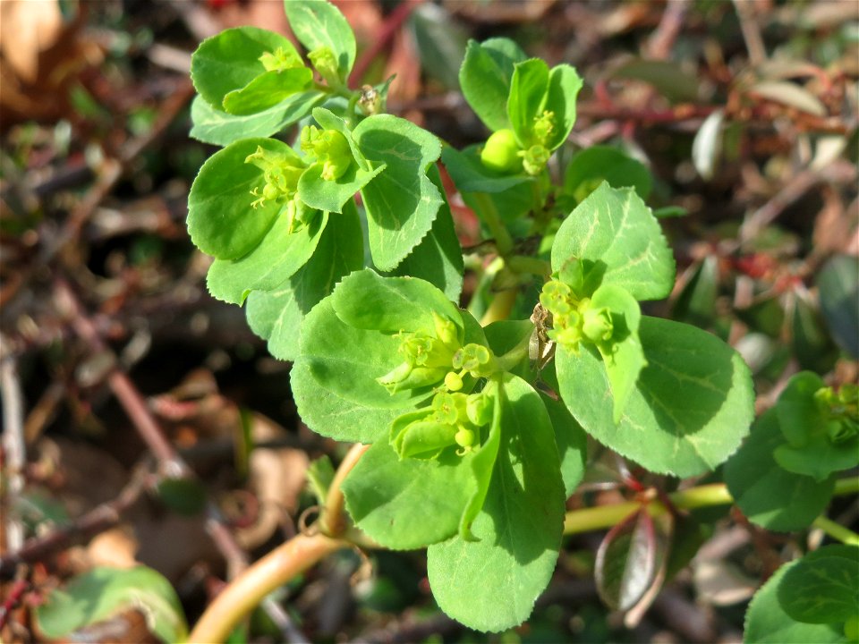 Sonnwend-Wolfsmilch (Euphorbia helioscopia) in Saarbrücken