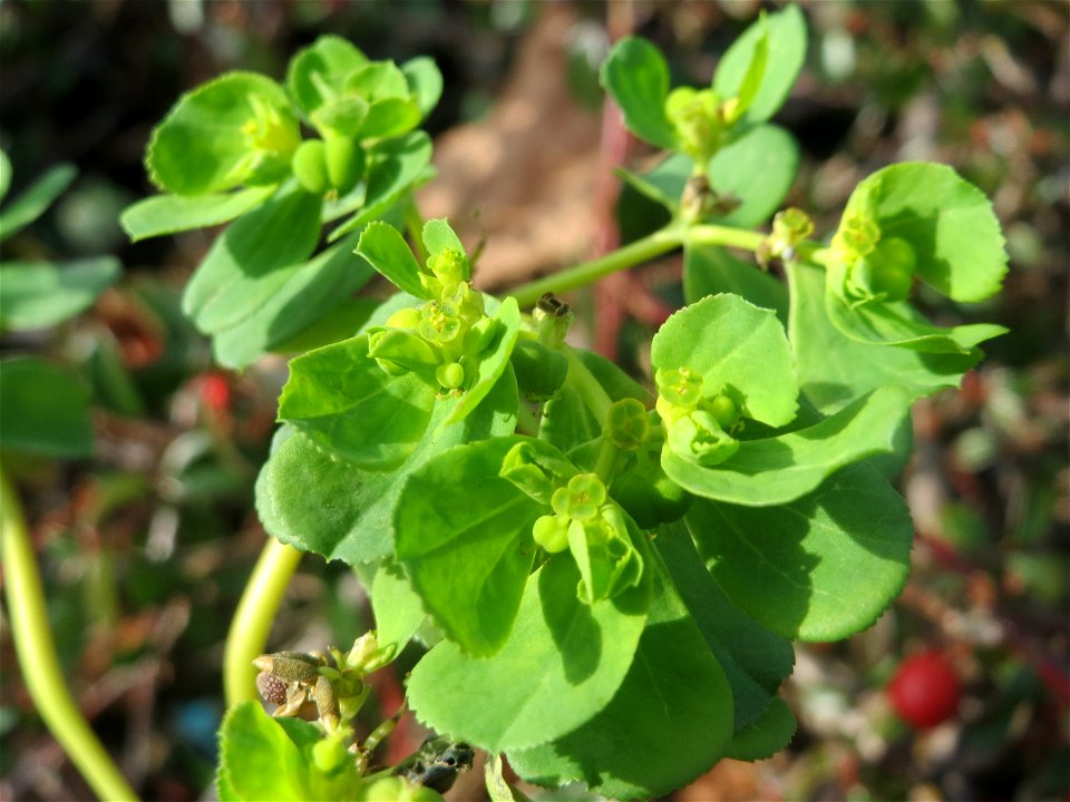 Sonnwend-Wolfsmilch (Euphorbia helioscopia) in Saarbrücken
