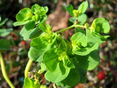 Sonnwend-Wolfsmilch (Euphorbia helioscopia) in Saarbrücken
