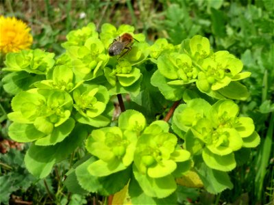 Sonnwend-Wolfsmilch (Euphorbia helioscopia) am Osthafen Saarbrücken