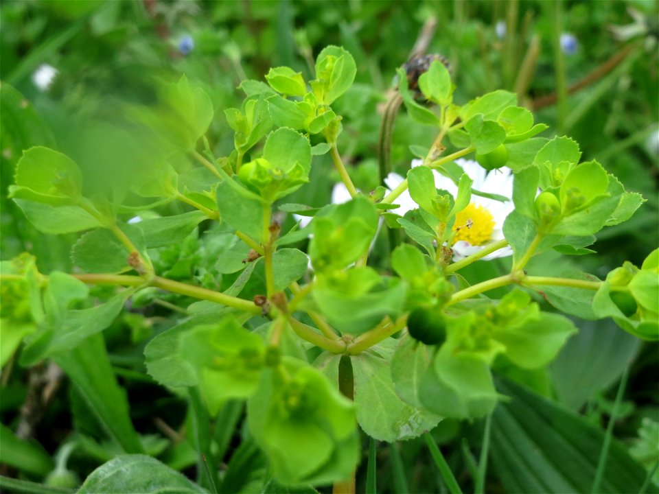 Sonnwend-Wolfsmilch (Euphorbia helioscopia) im Neuenheimer Feld in Heidelberg