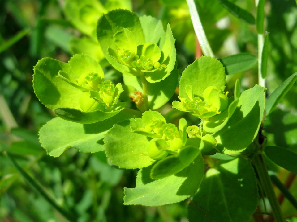 Sonnwend-Wolfsmilch (Euphorbia helioscopia) in der Kurfürstenalage in Heidelberg